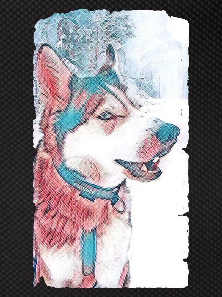Husky Dog Pastel