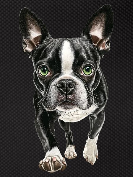 Boston Terrier