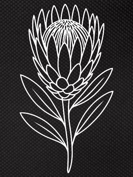 Protea Line Art
