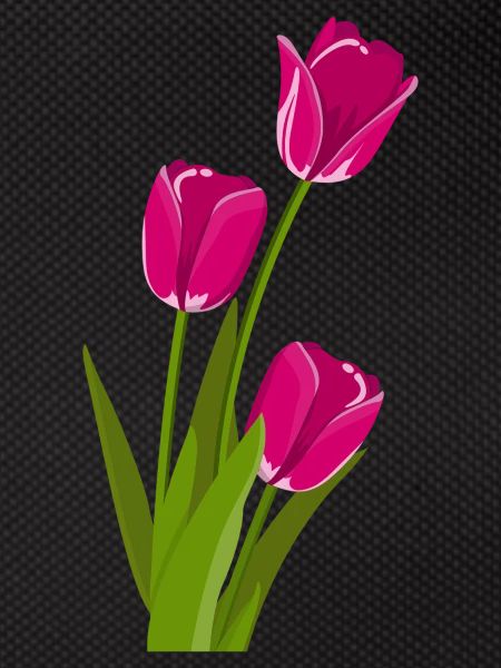 Tulpe Geschenk Geschenkidee