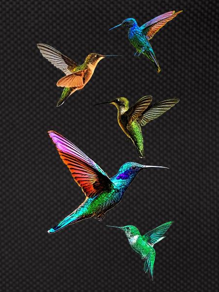 Colibris