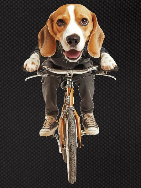 Beagle