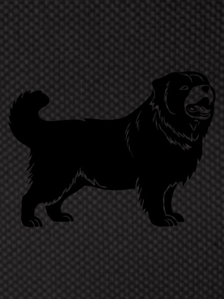 Chow Chow Dog