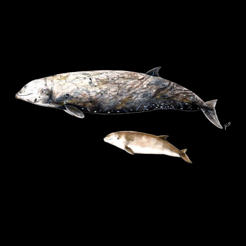 baleine à bec de Cuvier - baleine à bec baleine à bec de Cuvier