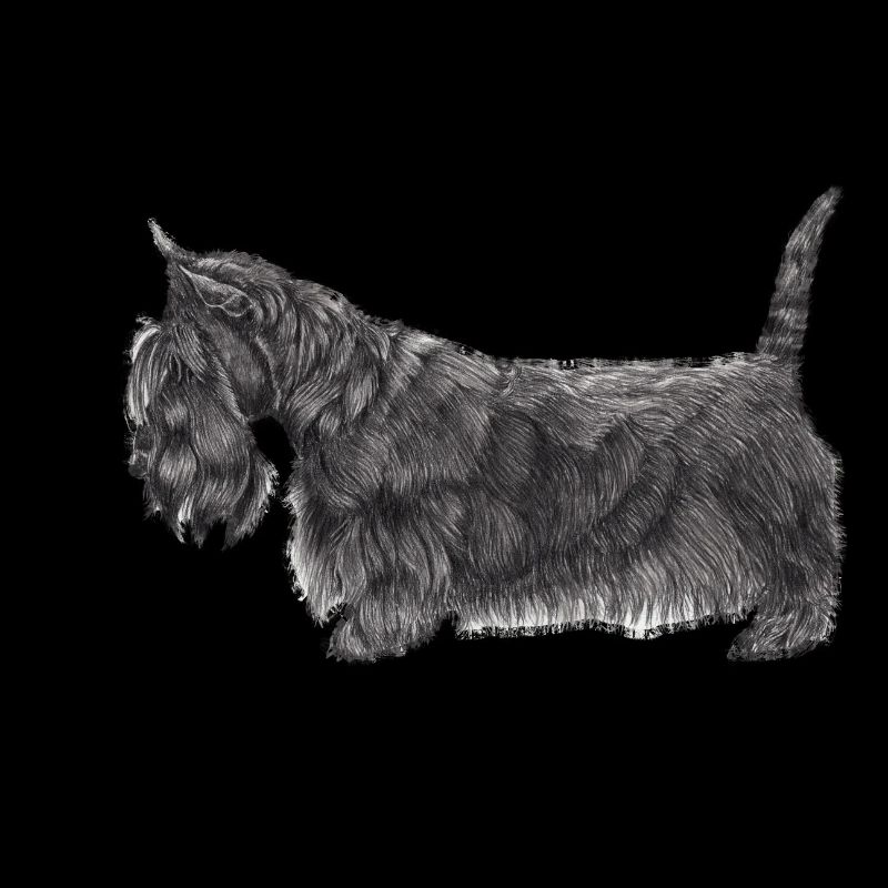 Scottish Terrier UB