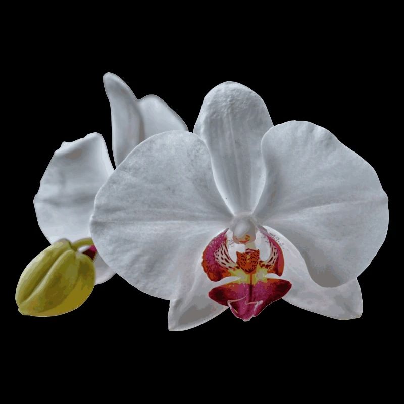 Fleurs d’orchidées blanches