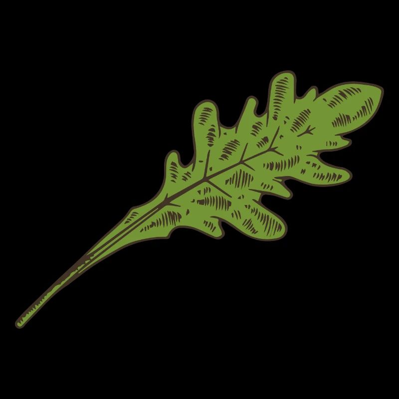 Arugula Salad Salad Leaf