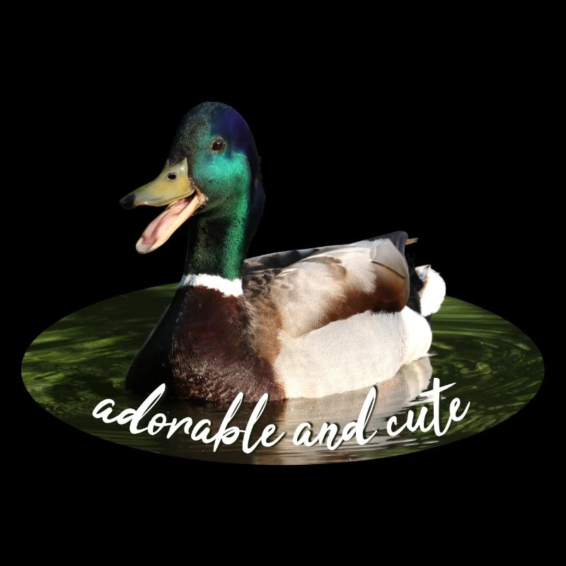 Duck Mallard