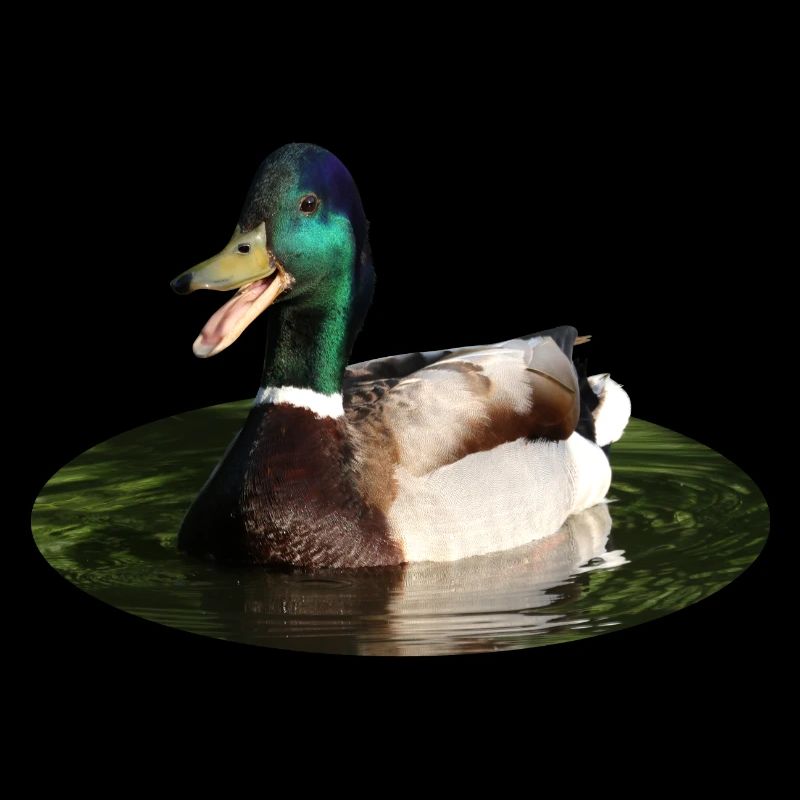 Mallard duck