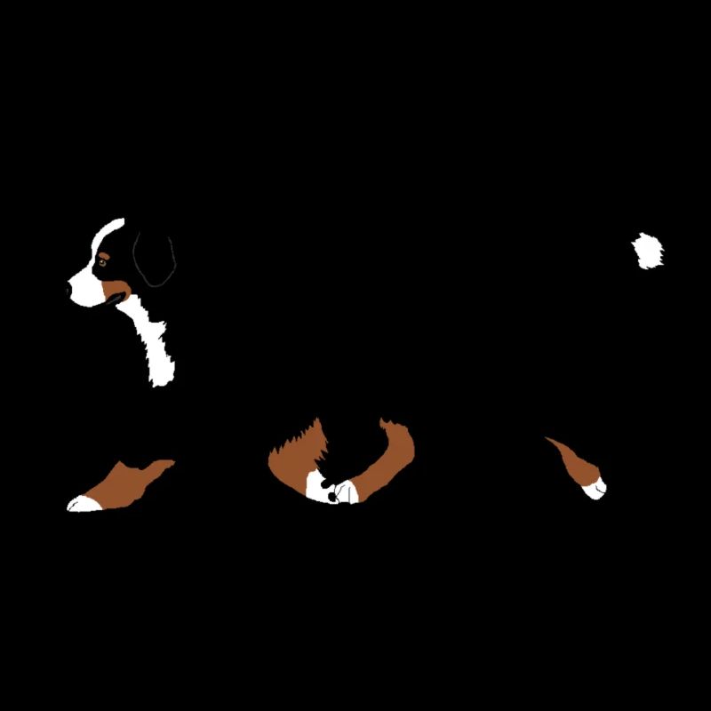 Courses de bouvier bernois