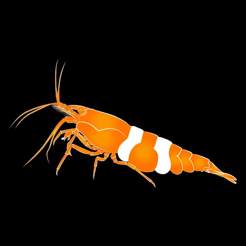 Garnele, shrimp Neocaridina davidi, Aquarium