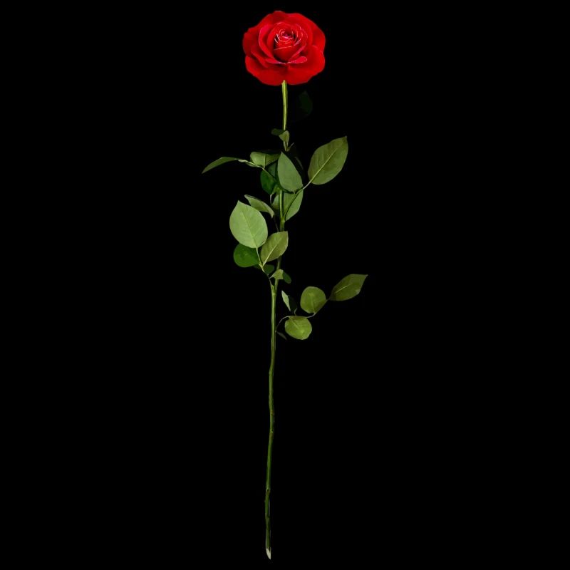 Rote Rose