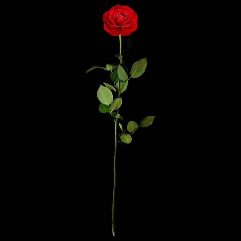 Rose avec tige