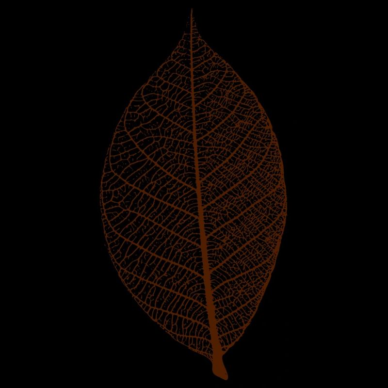 leaf tree forest skeleton pattern nerve love heart