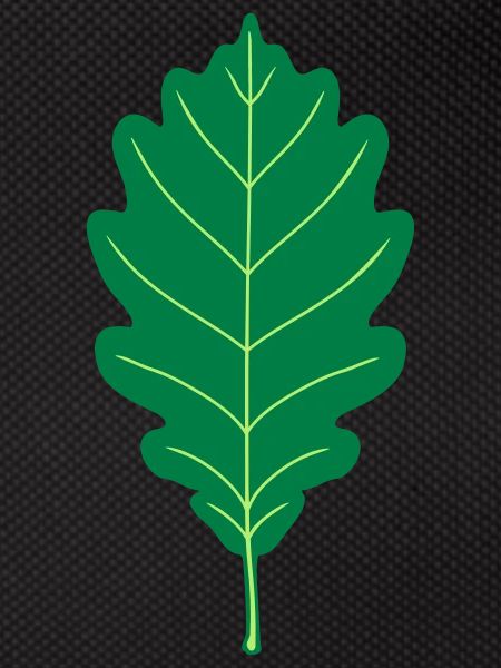 Oak Leaf