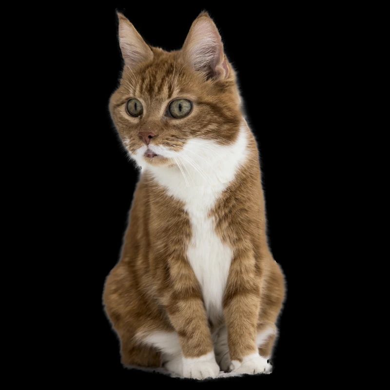 Lustige Katze