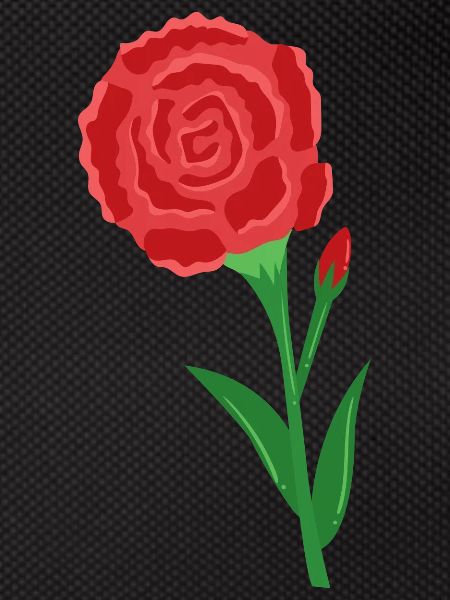 Carnation