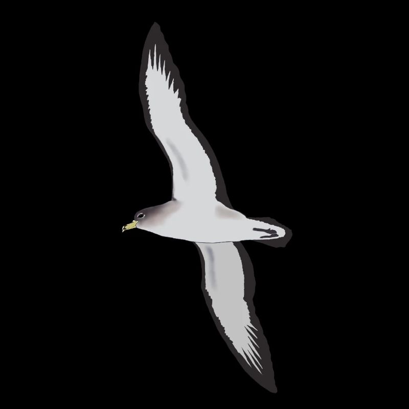 Puffin cendré