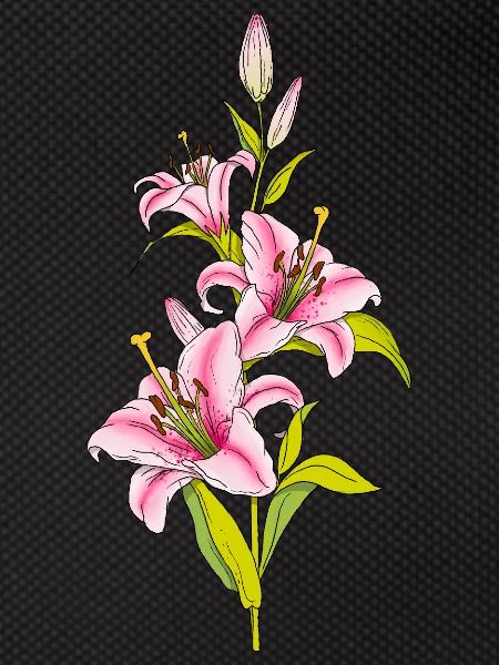 Lily