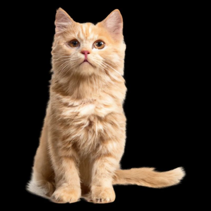 Rothaarige Katze
