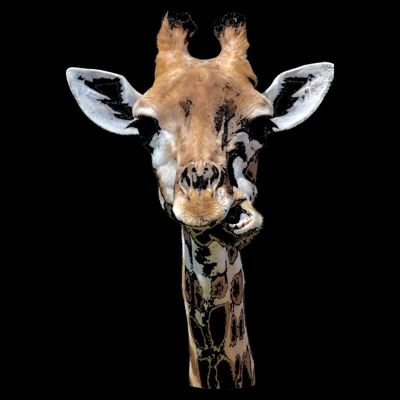 funny giraffe chewing