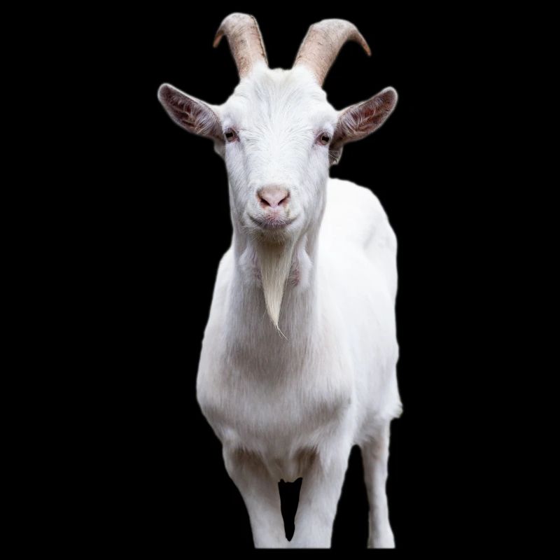Weiße Bergziege Portrait