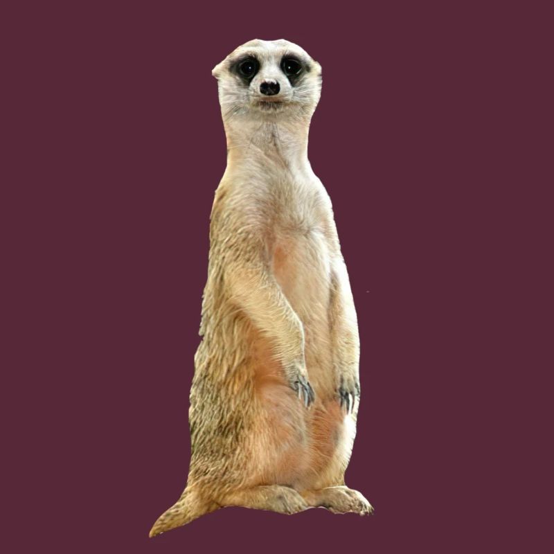 Erdmännchen