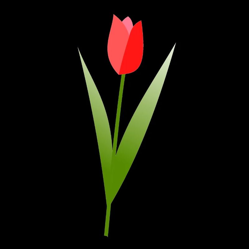 Tulip