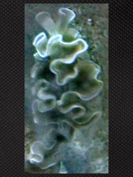 Sea Snail