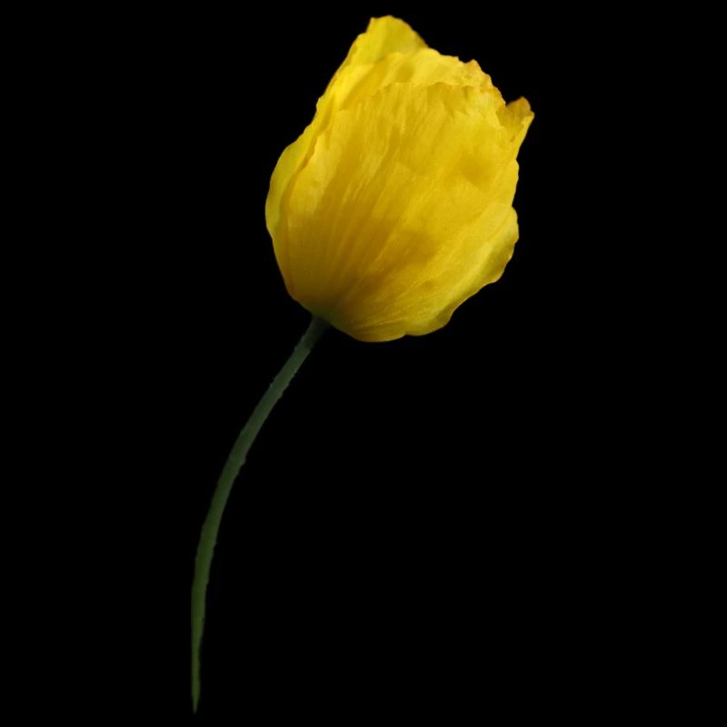gelber Mohn Klatschmohn Mohnblume