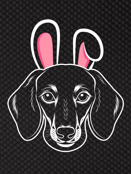 Chien lapin teckel