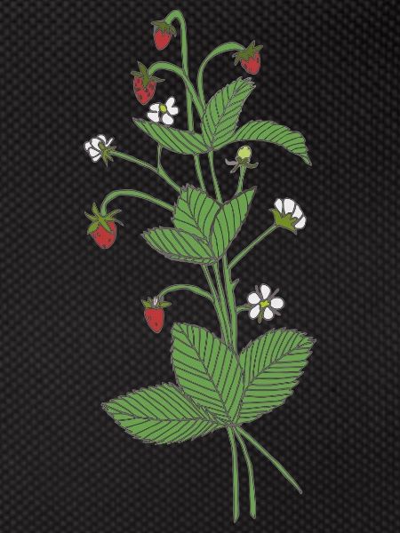 Wild strawberries