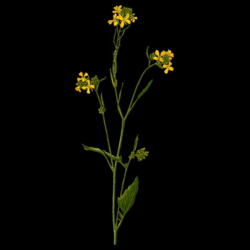 herbes thym romarin persil origan aneth