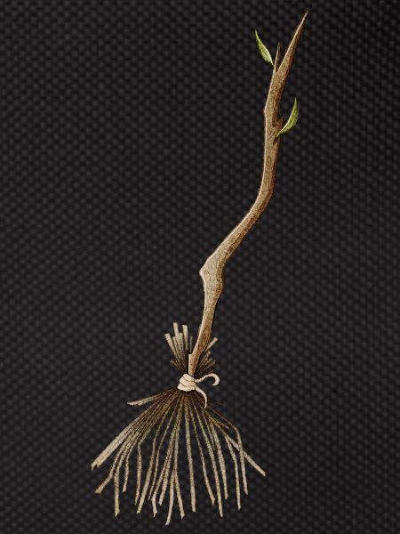 Witch's broom