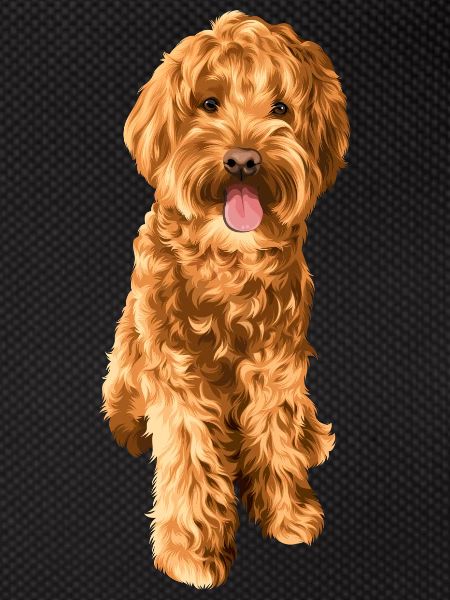 Goldendoodle Schnoodle