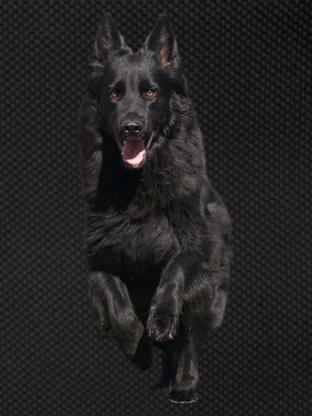 black shepherd front