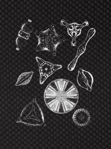diatoms, algae diatom