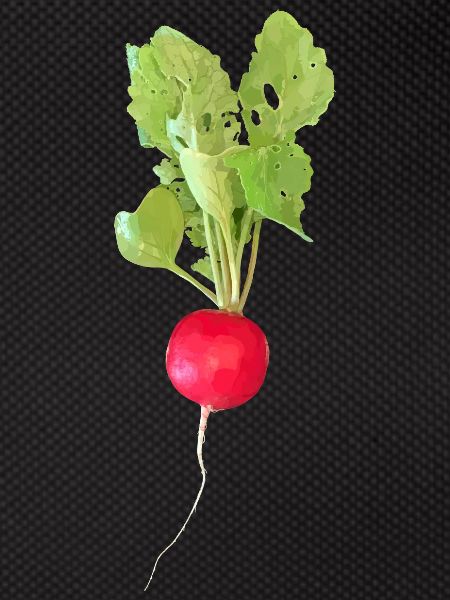 Radieschen