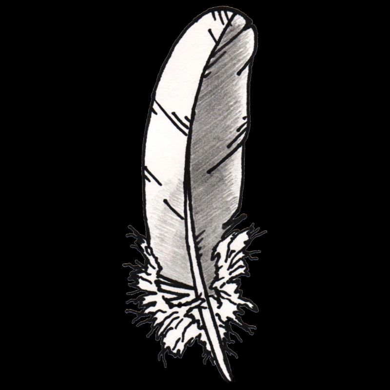 Petite plume (pigeon ramier)