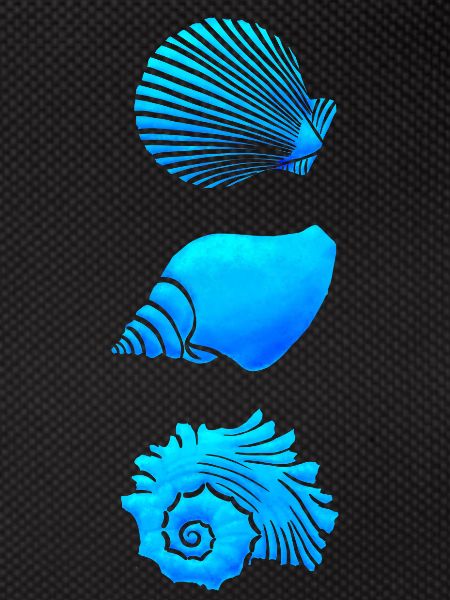 Seashells