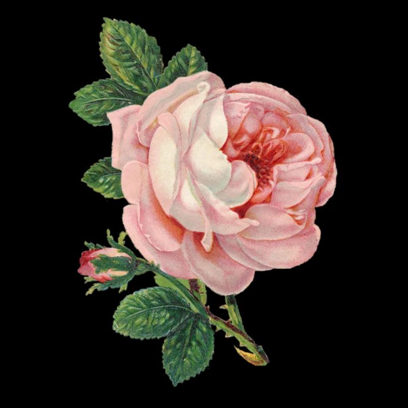 Pink Rose! Gift Idea