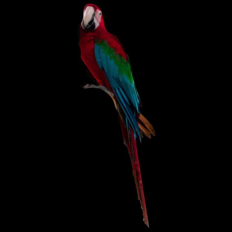 Macaw Long Tail