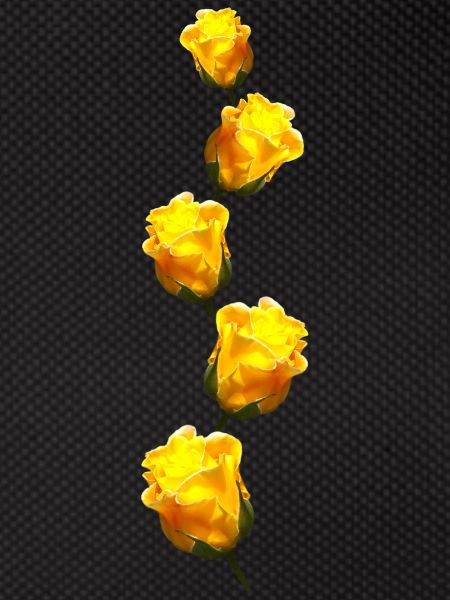yellow roses