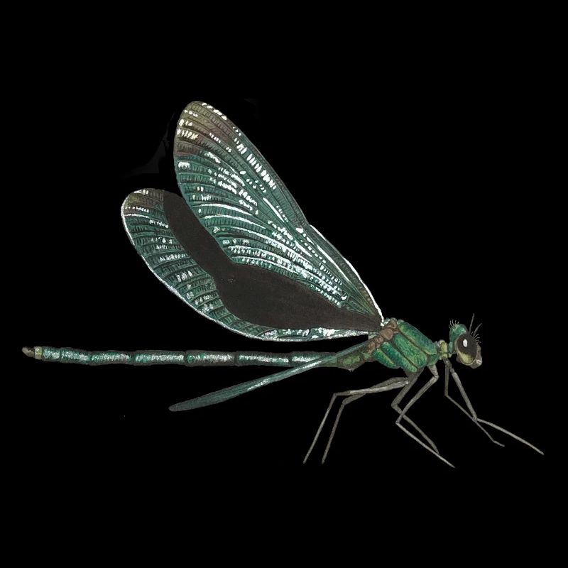 Dragonfly dragonfly