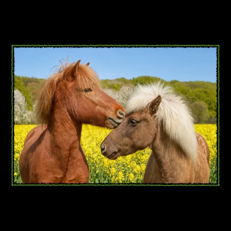 Two Icelandic horses cuddle in a spring meadow