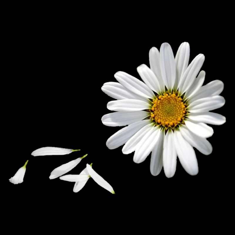 daisy