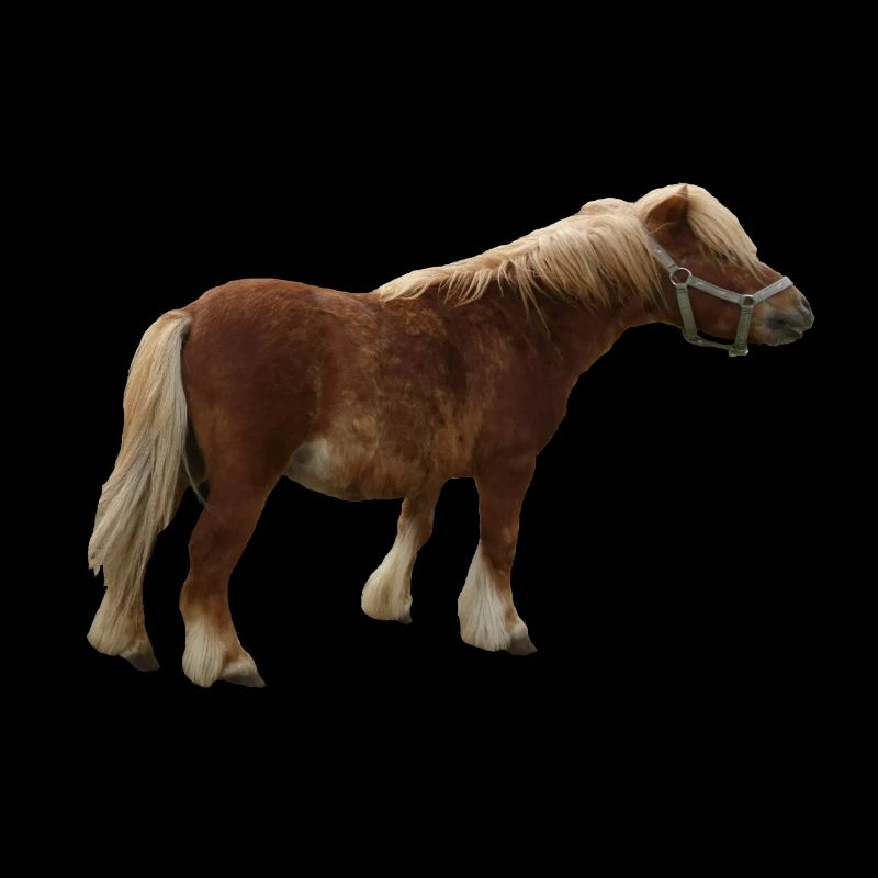 pony