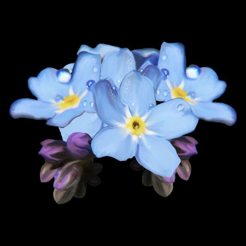 Myosotis