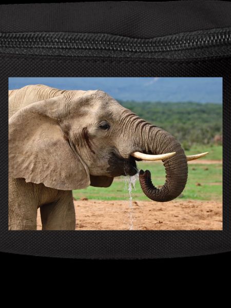 Boissons d’éléphant