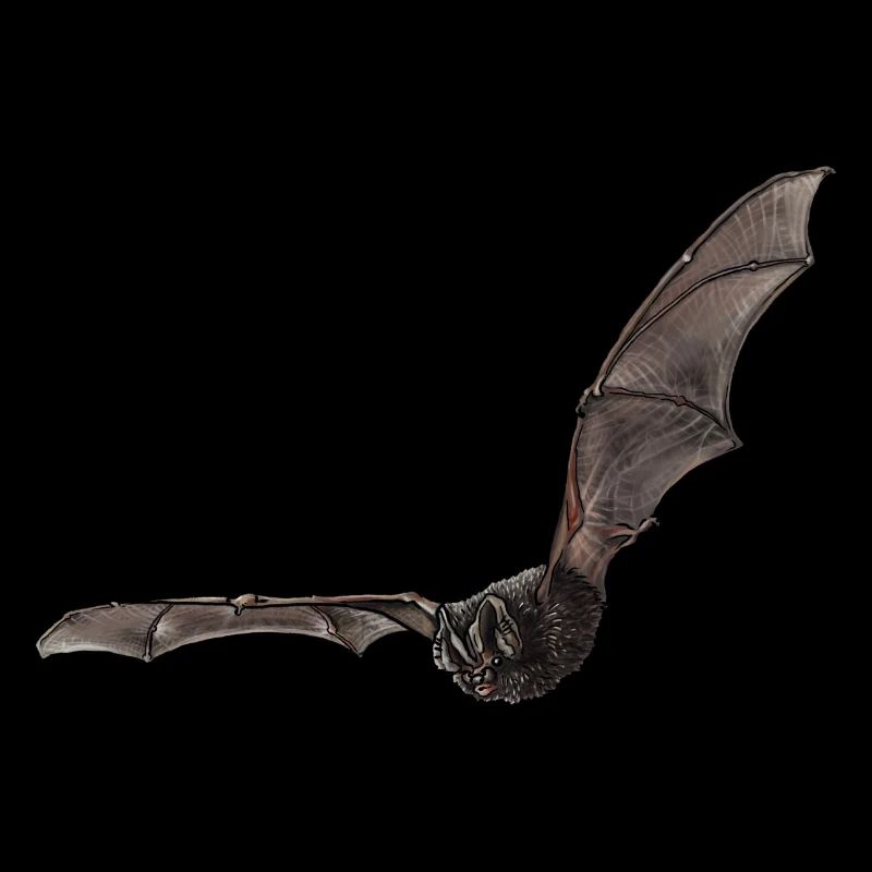 Mopsfledermaus einzeln